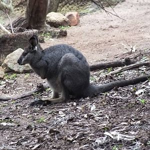 Western Brush Wallaby