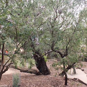 Koala and Western Brush Wallaby Enclosure