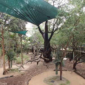 Koala and Western Brush Wallaby Enclosure