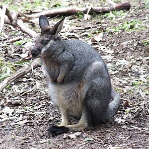 Western Brush Wallaby