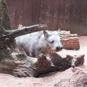 Hairy-nosed Wombat