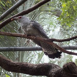 Channel-billed Cuckoo in Tropical Aviary