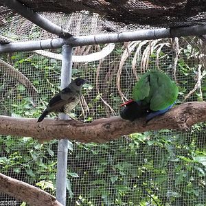 Satin Bowerbird Watches Eclectus Parrots Mate