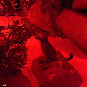 Short-eared Rock-wallaby