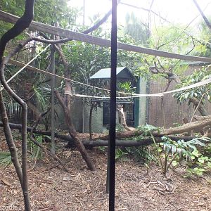 Cotton-top Tamarin Enclosure
