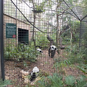 Black-and-white Ruffed Lemur Enclosure