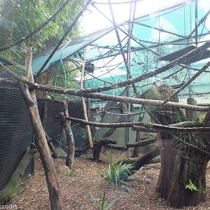 Capuchin Enclosure