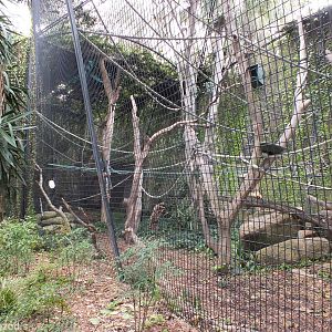 Silvery Gibbon Enclosure