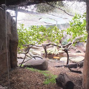 Asian Small-clawed Otter Enclosure