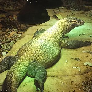 Komodo Dragon