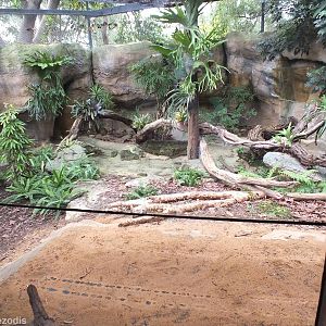 Komodo Dragon Outdoor Enclosure