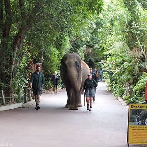 Elephant Walk