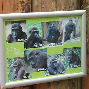 ?quatorium : Duisburgs gorillas