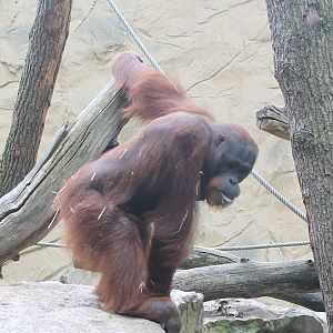 ?quatorium : Borneo orang utan