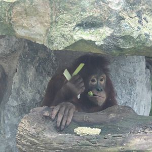 ?quatorium : Borneo orang utan
