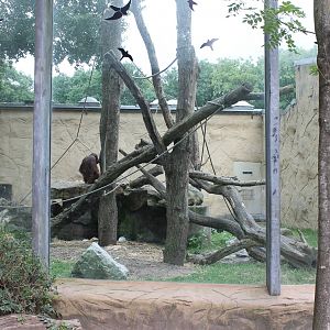 ?quatorium : Orang outdoor enclosure