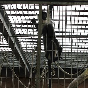 ?quatorium : Roloway monkey