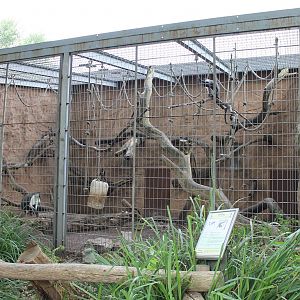 ?quatorium : Roloway monkey outdoor enclosure