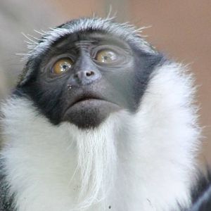 ?quatorium : Roloway monkey