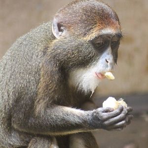 ?quatorium : young DeBrazza monkey