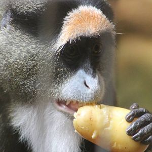 ?quatorium : DeBrazza monkey