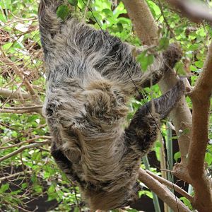 ?quatorium : Two-toed sloth