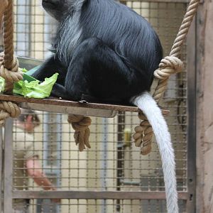 ?quatorium : Western black and white colobus