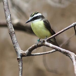 ?quatorium : Lesser kiskadee