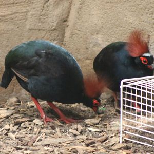 ?quatorium : Crested wood partridges