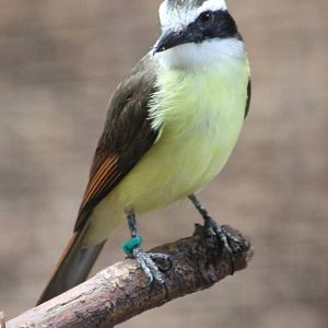 ?quatorium : Lesser kiskadee
