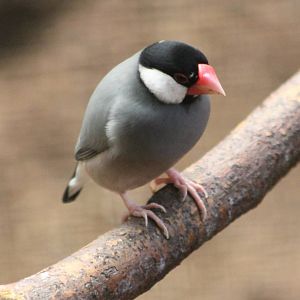 ?quatorium : Javan sparrow