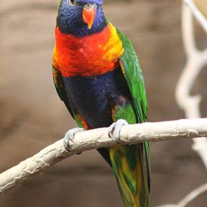 ?quatorium : Rainbow lorikeet
