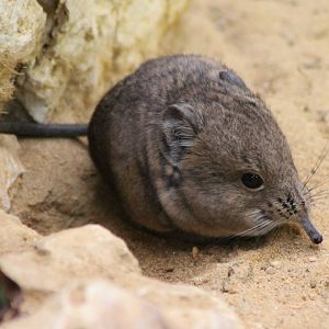 ?quatorium : Round-eared elephant shrew