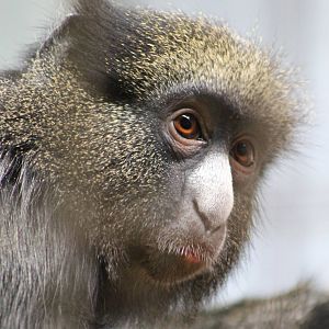 ?quatorium : Eastern putty-nosed monkey