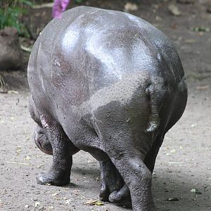 ?quatorium : Pygmy hippo
