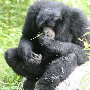 ?quatorium : Siamang