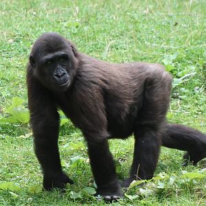 ?quatorium : Western lowland gorilla
