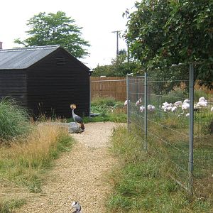 View of work on Greater Flamingo enclosure