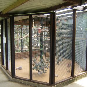 New aviary for Zebra Finch