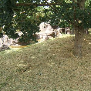 Final touches to the ASCO and Binturongs exhibit