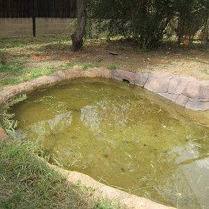 Final touches to the ASCO and Binturongs exhibit
