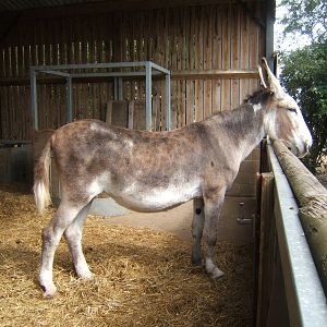 American Mammoth Donkey