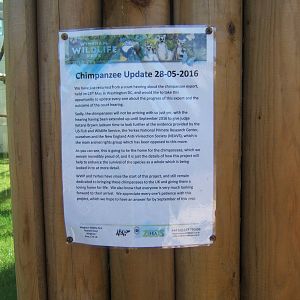 Latest news on the Chimps