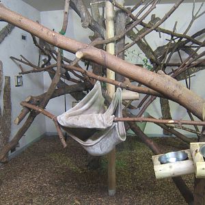 View of upper area of the Chimp House