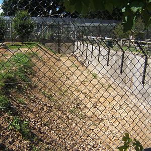 Construction work on old Lynx enclosure