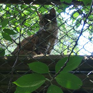 African Wild Cat