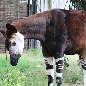 Okapi
