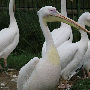 Great White Pelicans