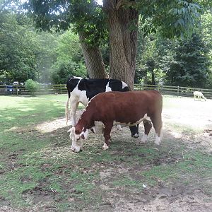 Kids Farm - Hereford - Holstein - Alpaca
