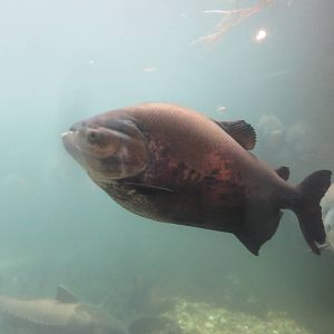 Amazonia - Black Pacu